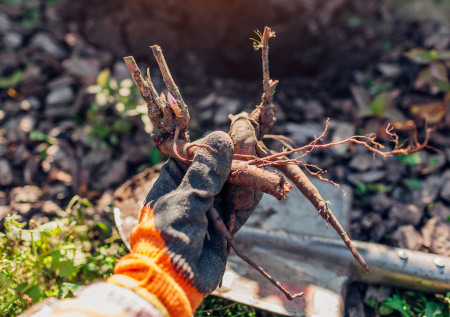 Посадка пионов под снег: советы от садовода, чей цветник — всем на зависть