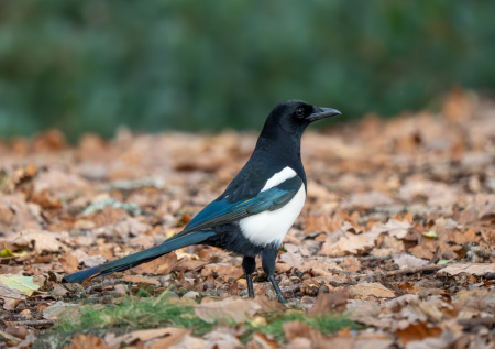 Приметы 1 ноября: Иванов день — Проводы осени и встреча зимы