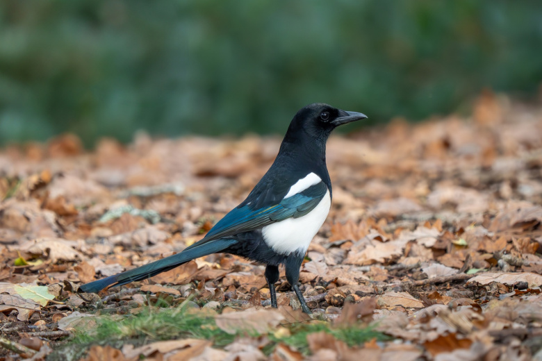 Приметы о птицах и зверях 1 ноября