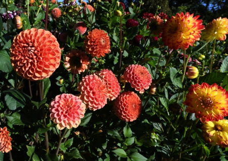 Агроном дал совет, как спасти дачные георгины от зимних холодов