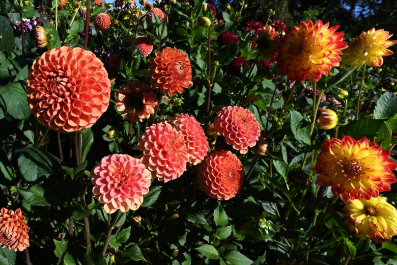 Георгины в ботаническом саду