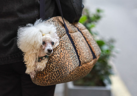 Спор о собачьих экскрементах закончился дракой