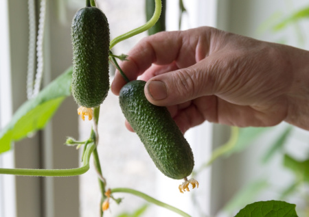 Садовод Воронова рассказала, что можно посадить на подоконнике