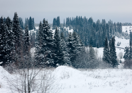 Поисковик предположил, могли ли Усольцевы незаметно выехать из тайги