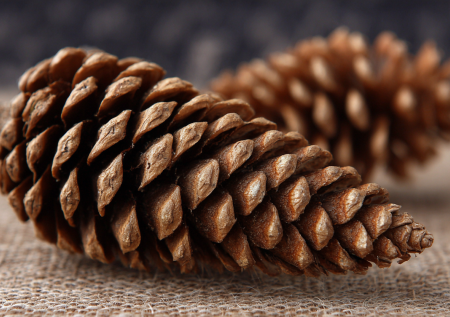 Влажность в квартире под контролем: как еловая шишка заменит дорогой гигрометр