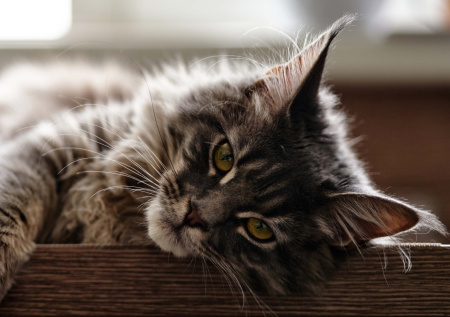 Мумифицированный кот защищал мертвого монарха от злых духов