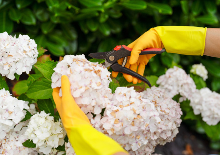 Не обрезали? Узнайте, как спасти свой сад без лишних хлопот и потерь