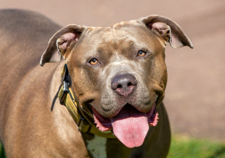 Американский булли напал на ребенка под Саратовом