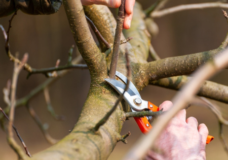 Садовые работы в ноябре: готовим участок к зиме правильно и просто