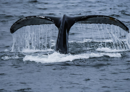 Недалеко от Кунашира обнаружили редкого кита-горбача