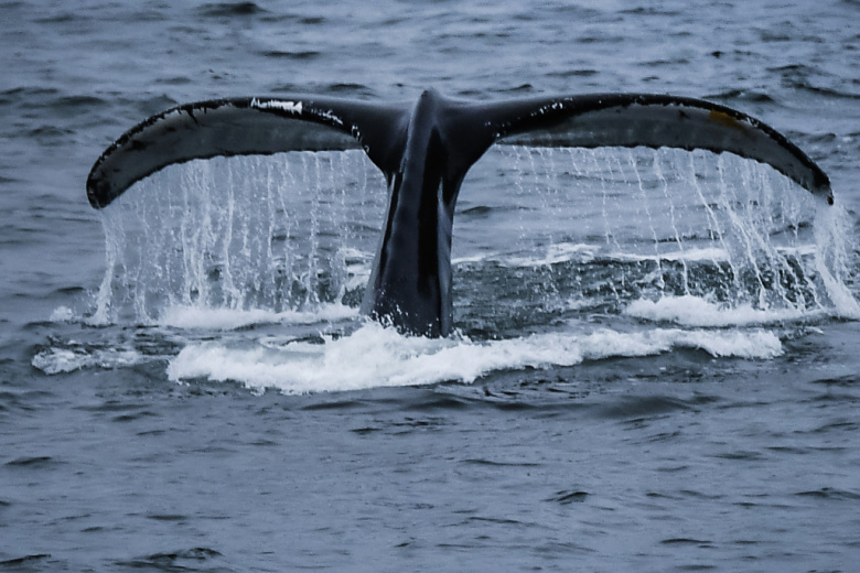 Горбатый кит