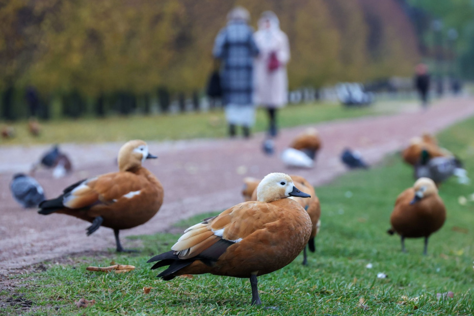 Приметы о птицах и зверях на 2 ноября