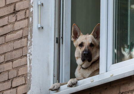 Стало известно, можно ли наказать владельца собаки за громкий лай питомца