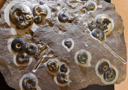 Сибирские ученые обнаружили новый вид древних моллюсков