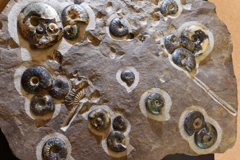 Ископаемые моллюски