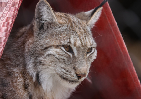 Рысь залезла на трубу теплотрассы и оказалась в ловушке