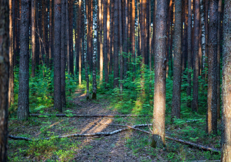 Появились подробности о женщине, обезглавленной сыном