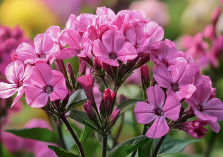 Никаких хлопот и подкормок — это вам не петуния! Самый живучий многолетник: не цветок, а трудяга с игривым характером