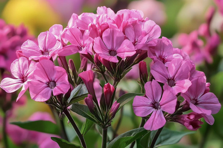 Никаких хлопот и подкормок — это вам не петуния! Самый живучий многолетник: не цветок, а трудяга с игривым характером