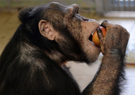 У представителя приматов обнаружили способность рационально мыслить