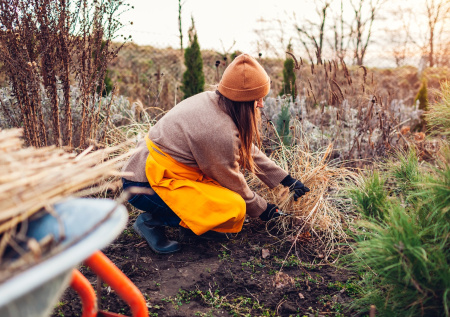 Какие растения забрать с дачи на зиму: как это сделать правильно
