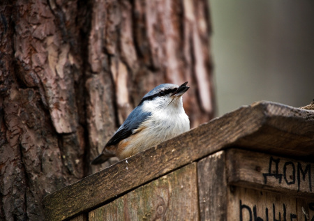 Россиянам раскрыли, как правильно установить кормушку для птиц