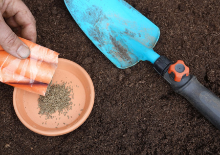 Что сажать в саду сейчас? Подзимний посев и секреты урожая следующего года