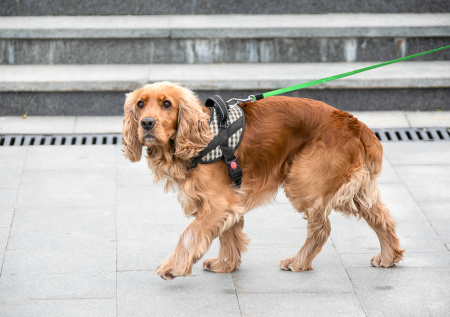 Названа самая психически нестабильная порода собак