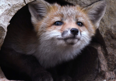 Россиянин выходил лисенка-сироту и нашел благодаря ему жену