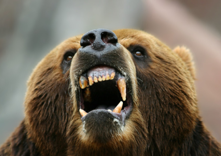 Известный дрессировщик едва не лишился пальца после укуса медведя