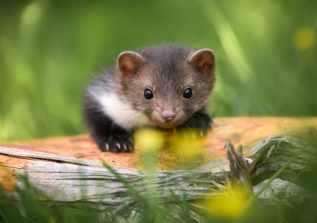 Пострадавший от бешеной куницы бизнесмен поделился советом