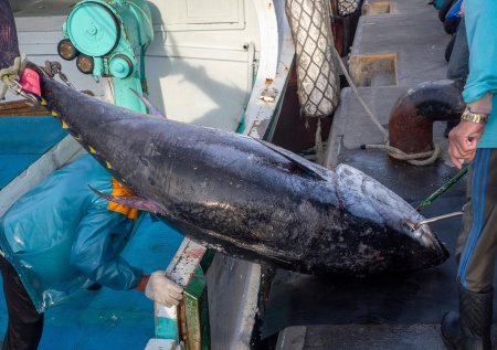 Рыбаки выловили тунца весом 210 килограммов