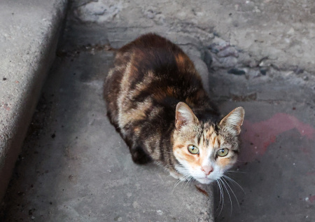 Россиянка отравила десятки бездомных котов