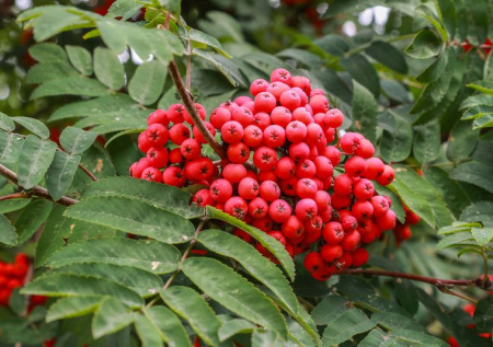 Диетолог призвал есть рябину с осторожностью