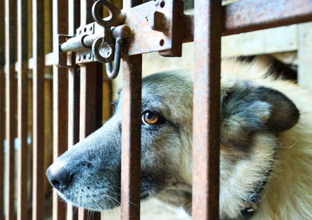 Потерявший собаку мужчина воссоединился с питомцем спустя годы