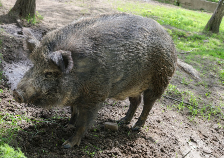 Школьники стали жертвами нападения диких кабанов