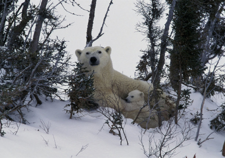 В российском регионе белая медведица с детенышем бродят среди домов