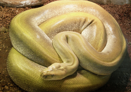 Мужчина спас бездомную кошку от питона и извинился перед змеей