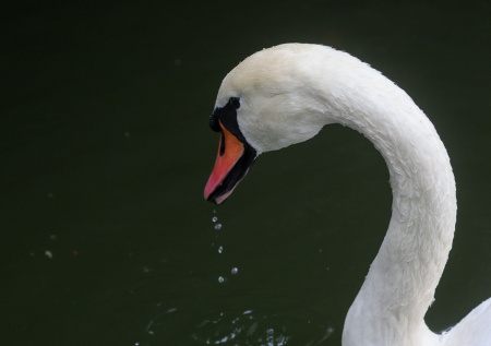 Необычный «гость» парализовал поезда в Шотландии в час пик