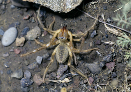 В Египте россиянку укусило насекомое, вызвавшее огромную гематому