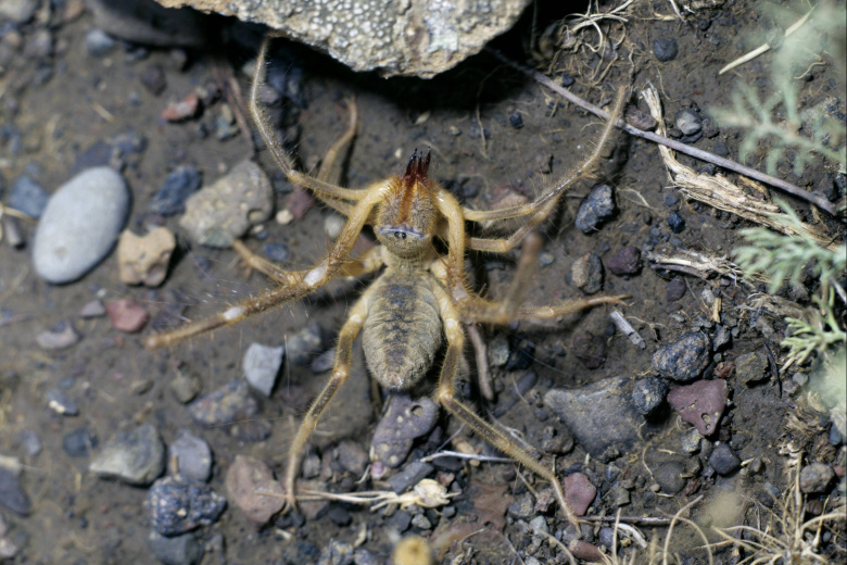 Верблюжий паук