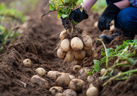 Холода на пороге: 4 срочных дела, чтобы спасти урожай в саду и огороде