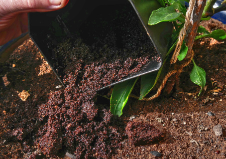 Кофе вместо удобрений: как кофейная гуща преобразит ваш сад и огород