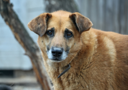 Живодер забивал собаку ножом во дворе дома
