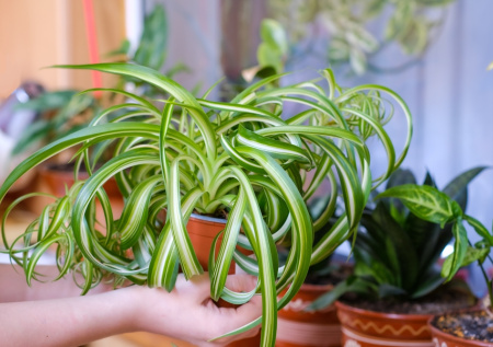 Свекольная вода для комнатных растений: бюджетная подкормка с эффектом премиум‑удобрений