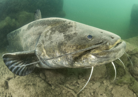Рыбак выловил сома-монстра и не смог точно его взвесить