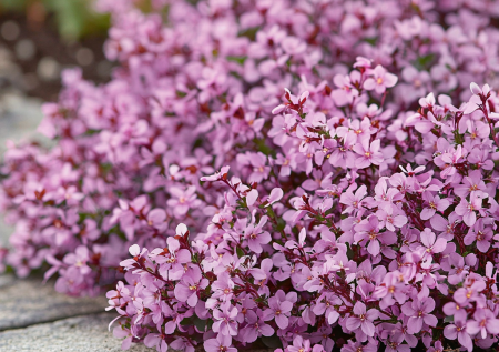 Посадите в ноябре — весной весь сад укроет розовато-сиреневым ковром. Многолетник-талисман с нежными цветками
