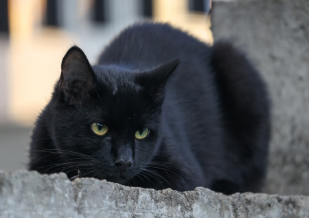 В Госдуме рассказали, сколько животных ежегодно выбрасывают дачники