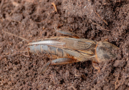 Медведка на огороде: как навсегда избавиться от вредителя с помощью ловчих ям