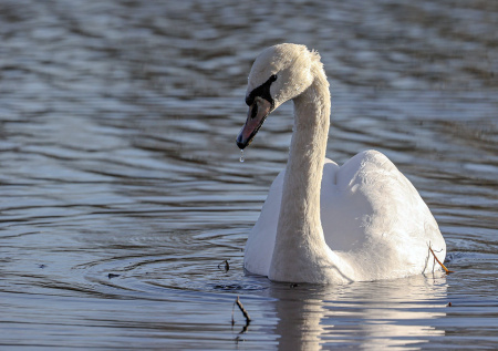 Жители села спасли отбившегося от стаи лебедя